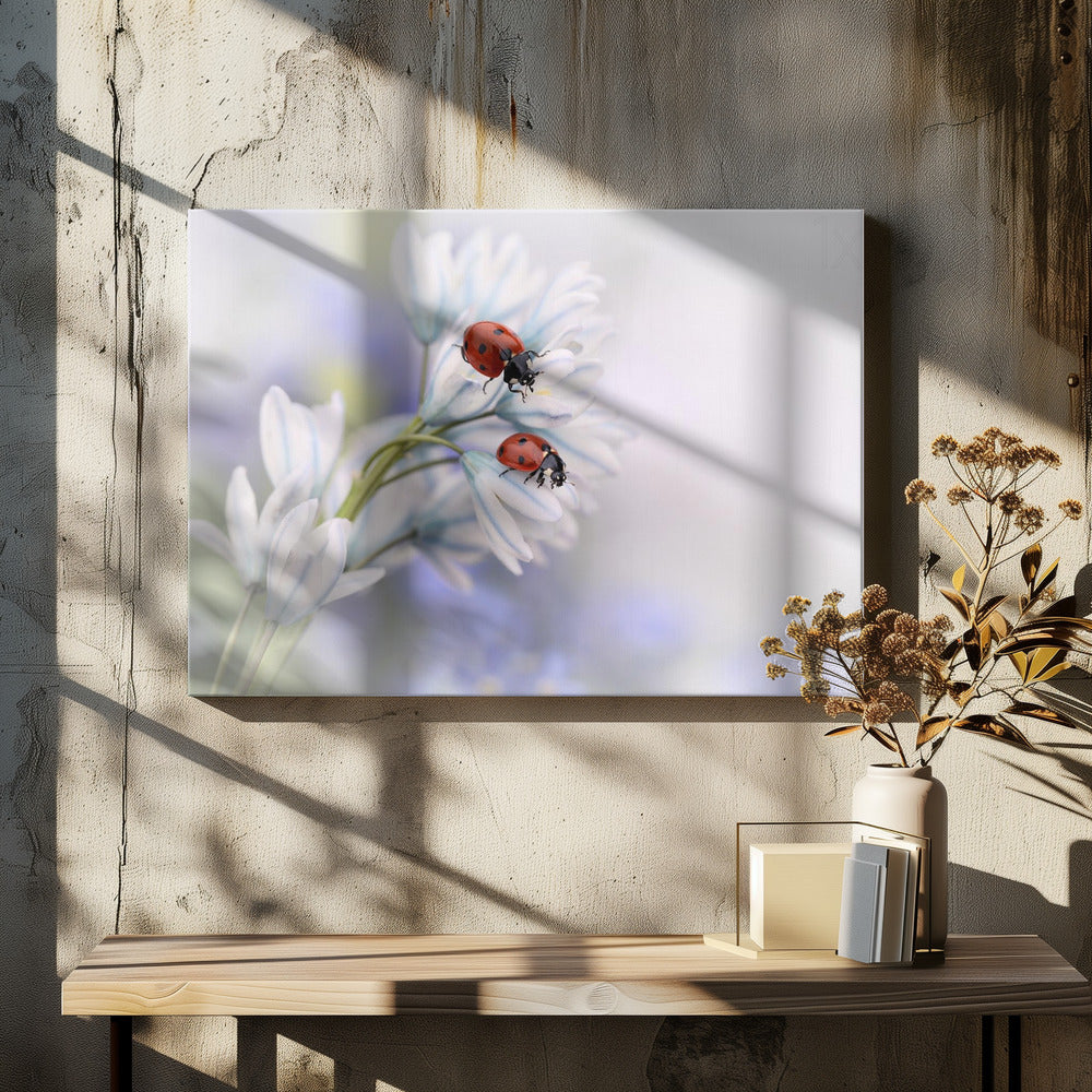 Ladybirds