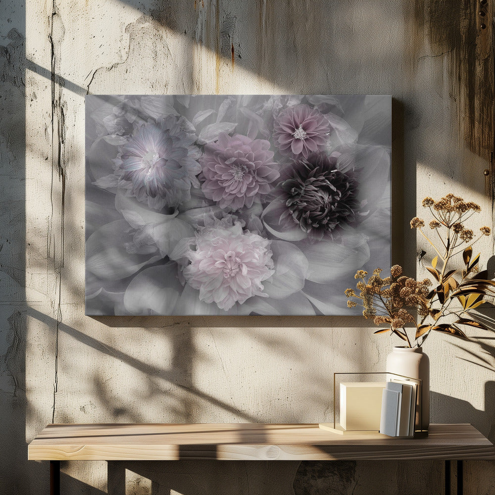 Dahlia dream