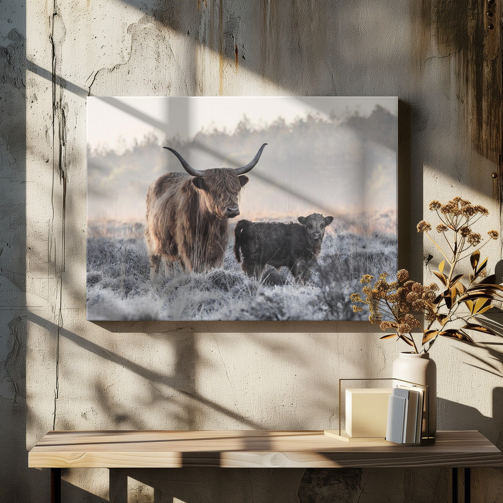 Highlander and Calf