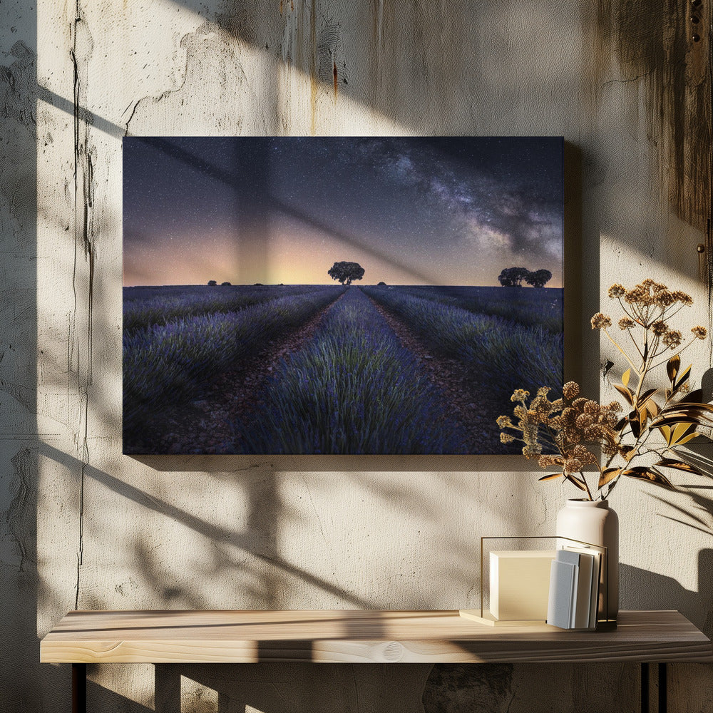 Lavender fields