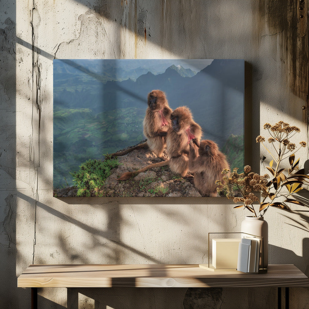 Morning toilette in the Simiens