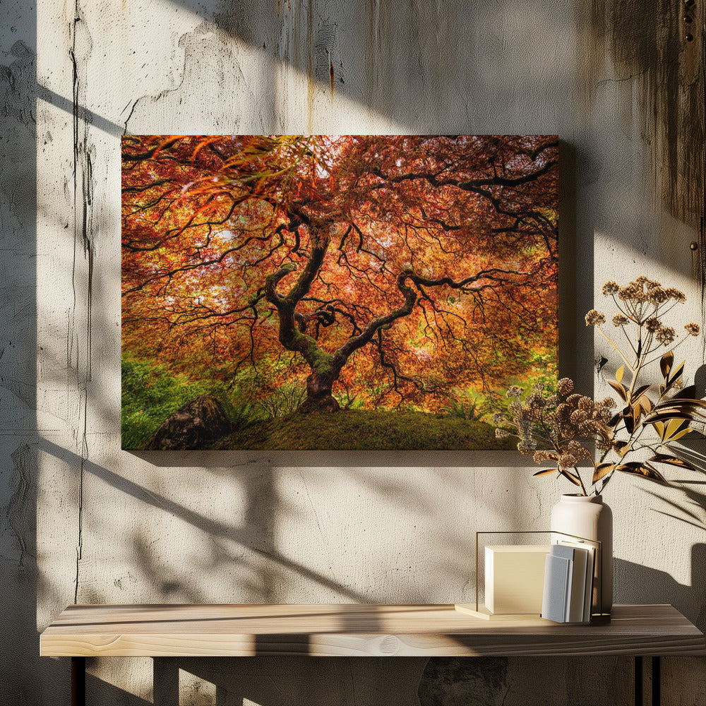 A senior maple tree