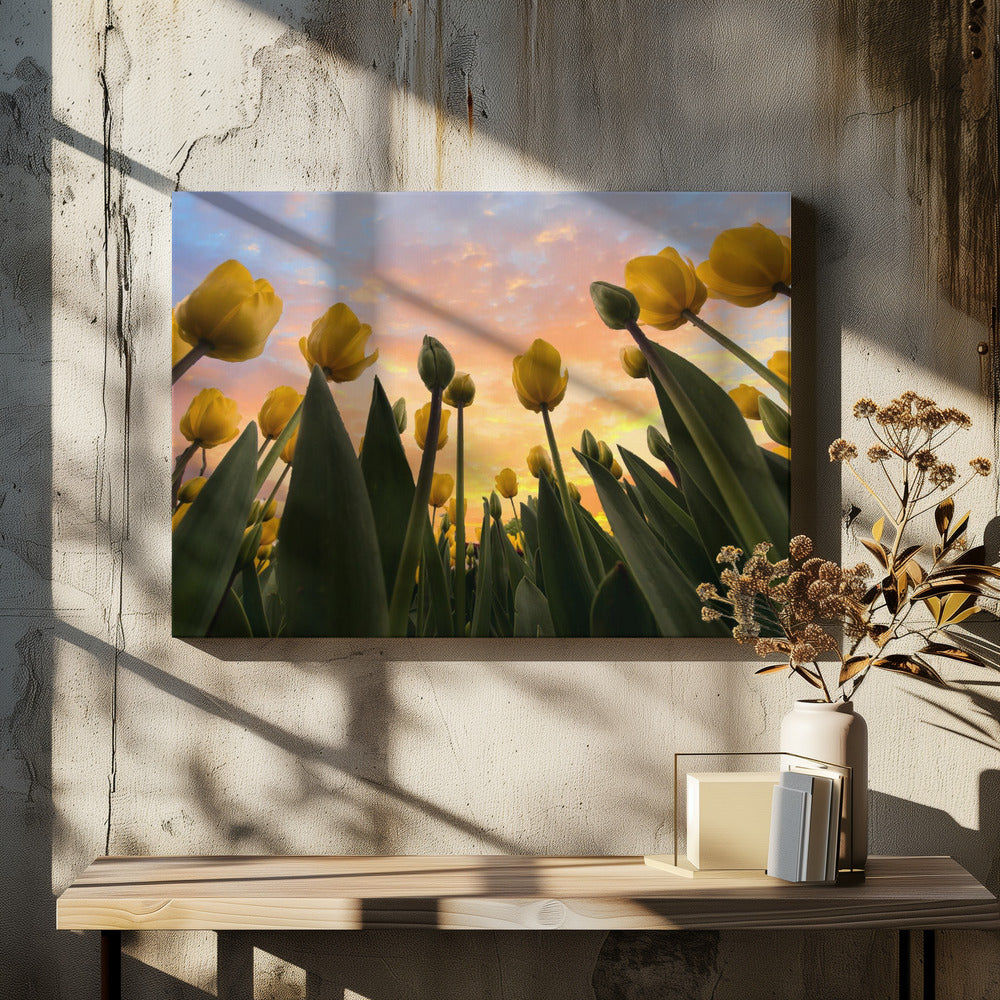 Yellow Tulips...