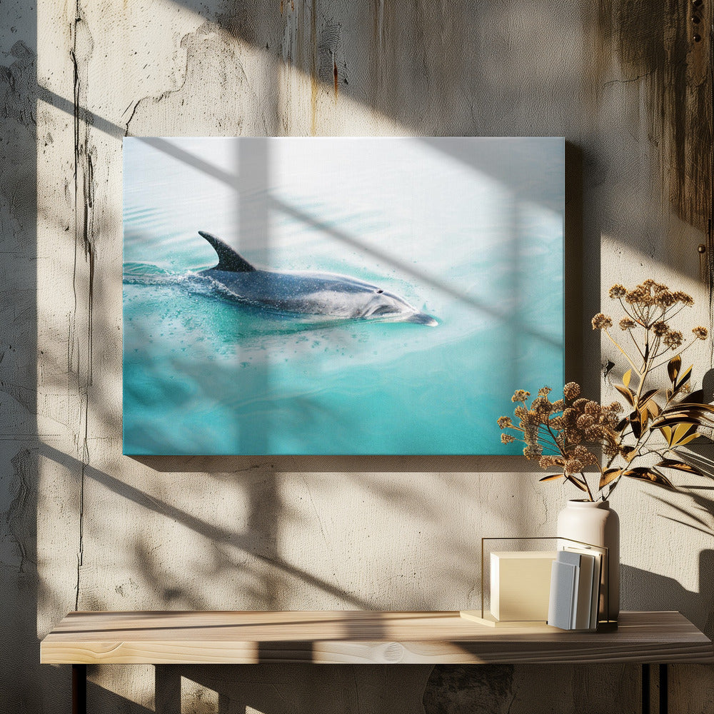 Dolphin N.Z. Northern