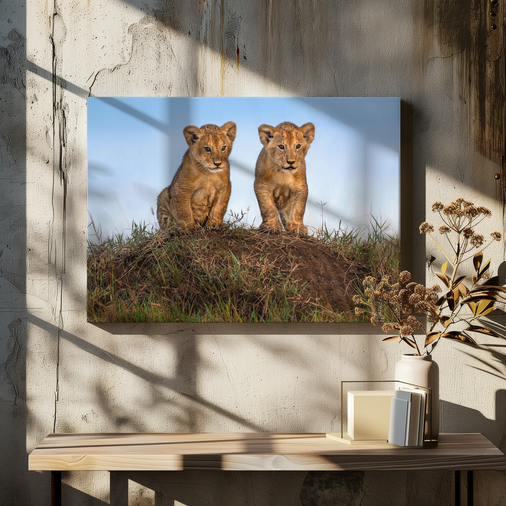 Curious lion cubs