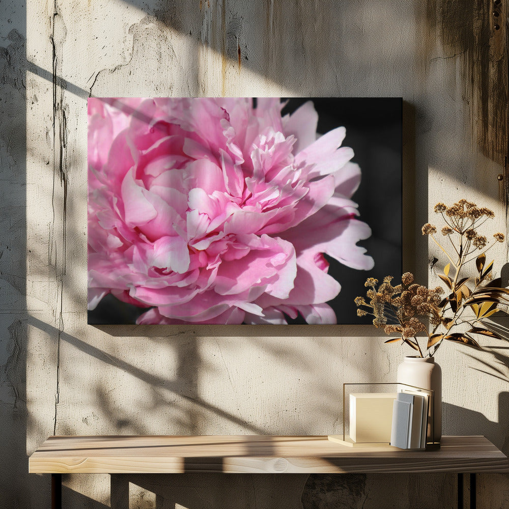 Pink peony VI