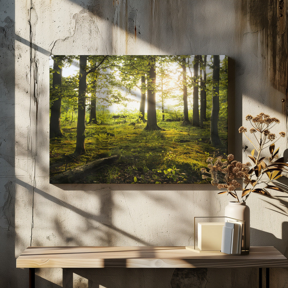 Summer in the Woods