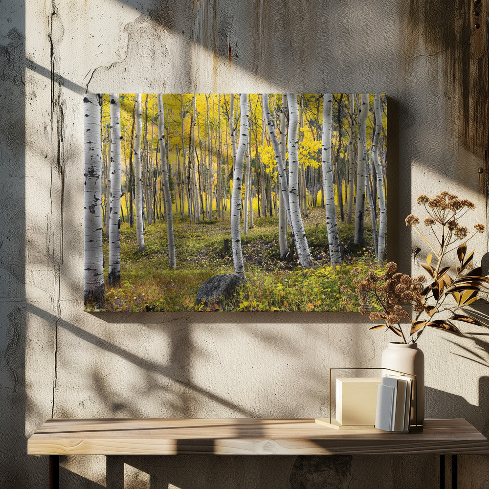 Autumn Birchs
