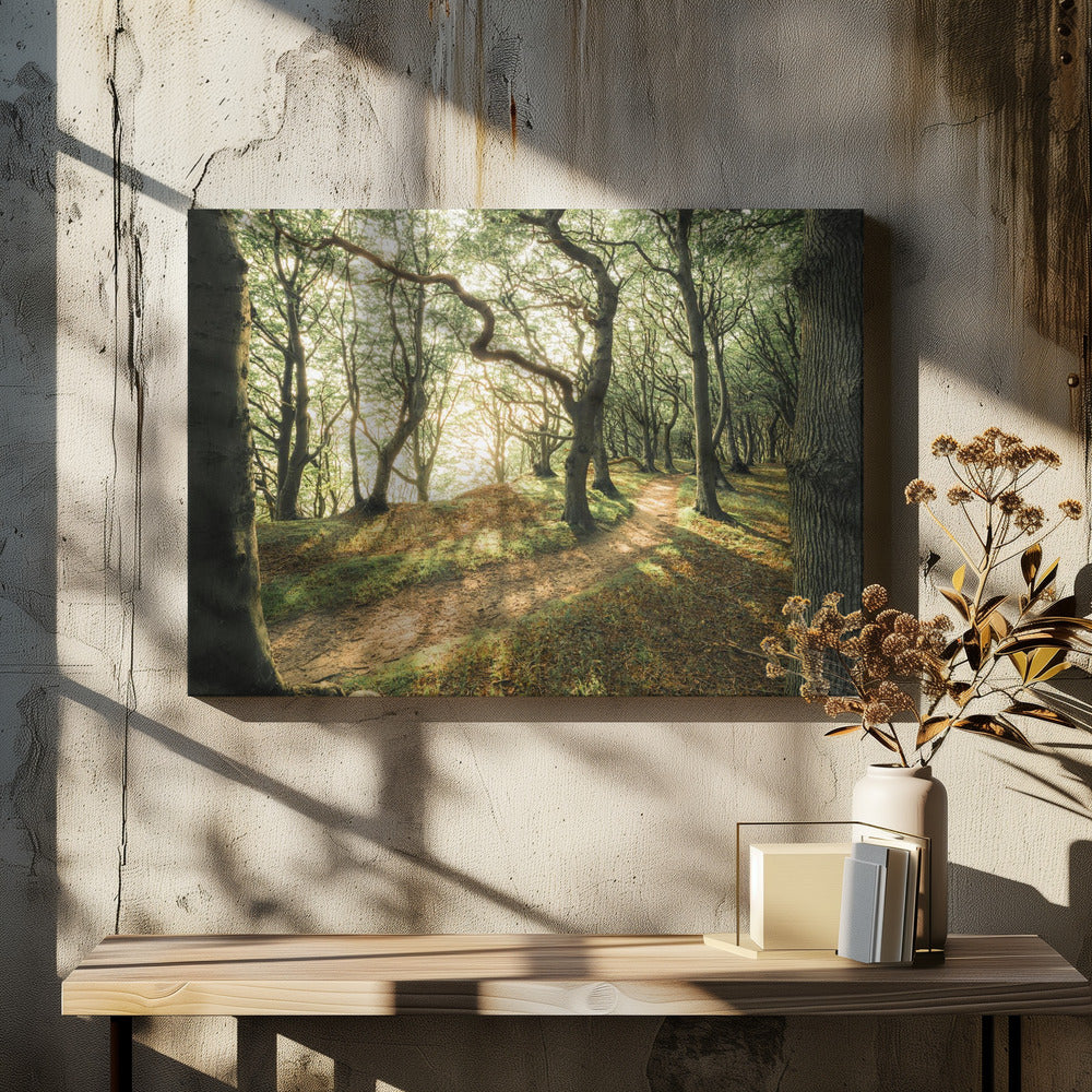 Magic Beech Wood