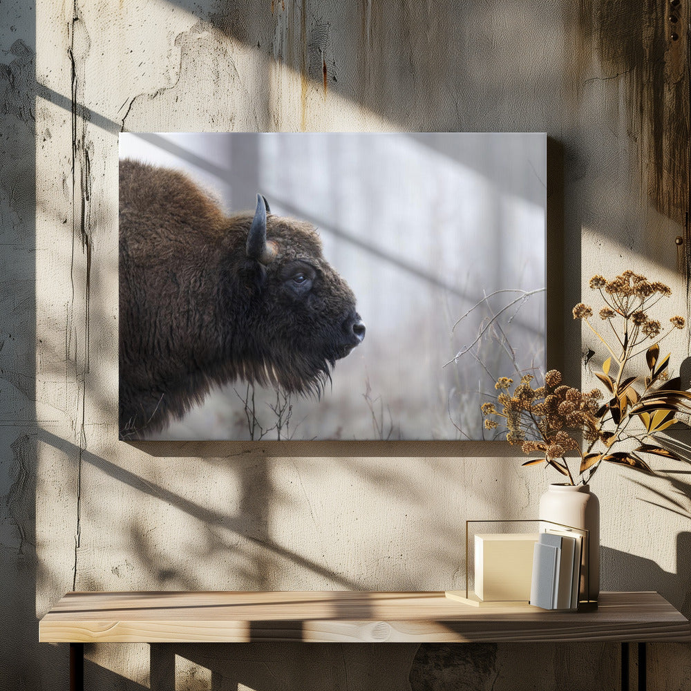 Bison's profile