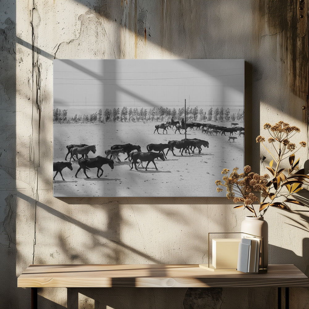 Altay Horses