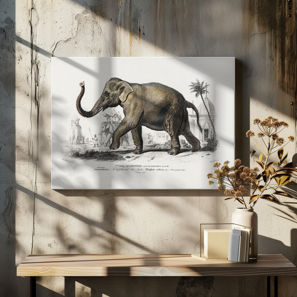 Asiatic Elephant