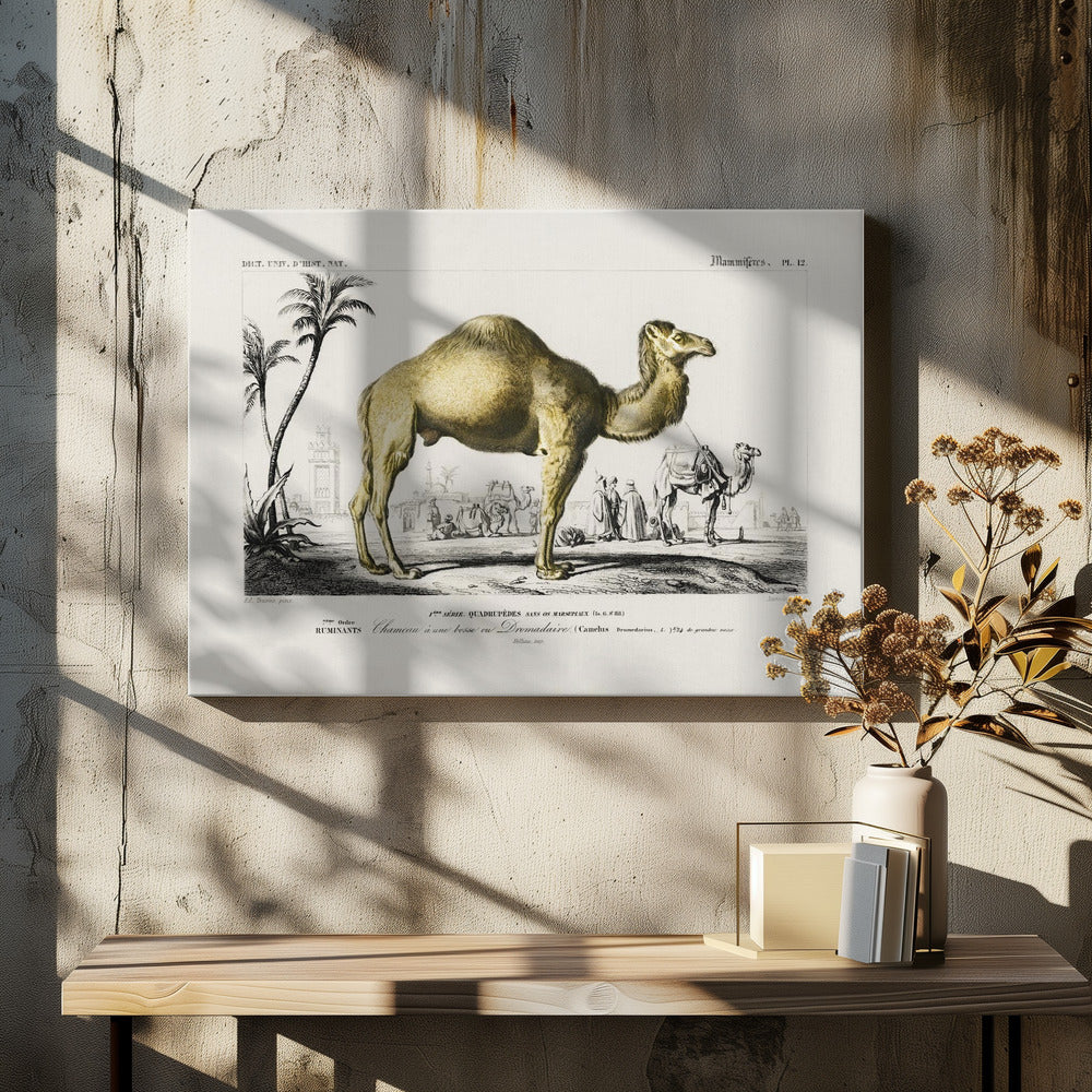 Camel (camelus)