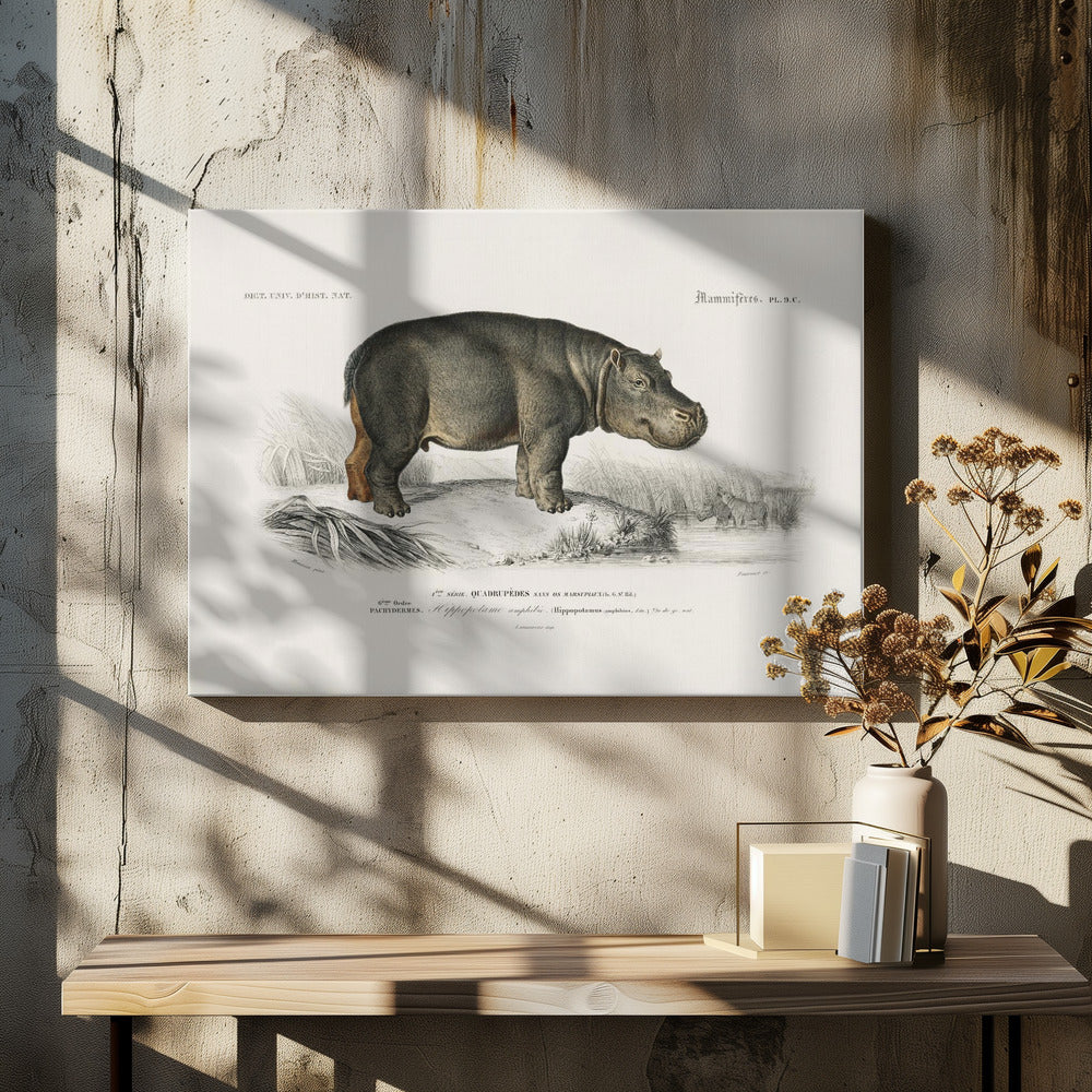 Hippopotamus