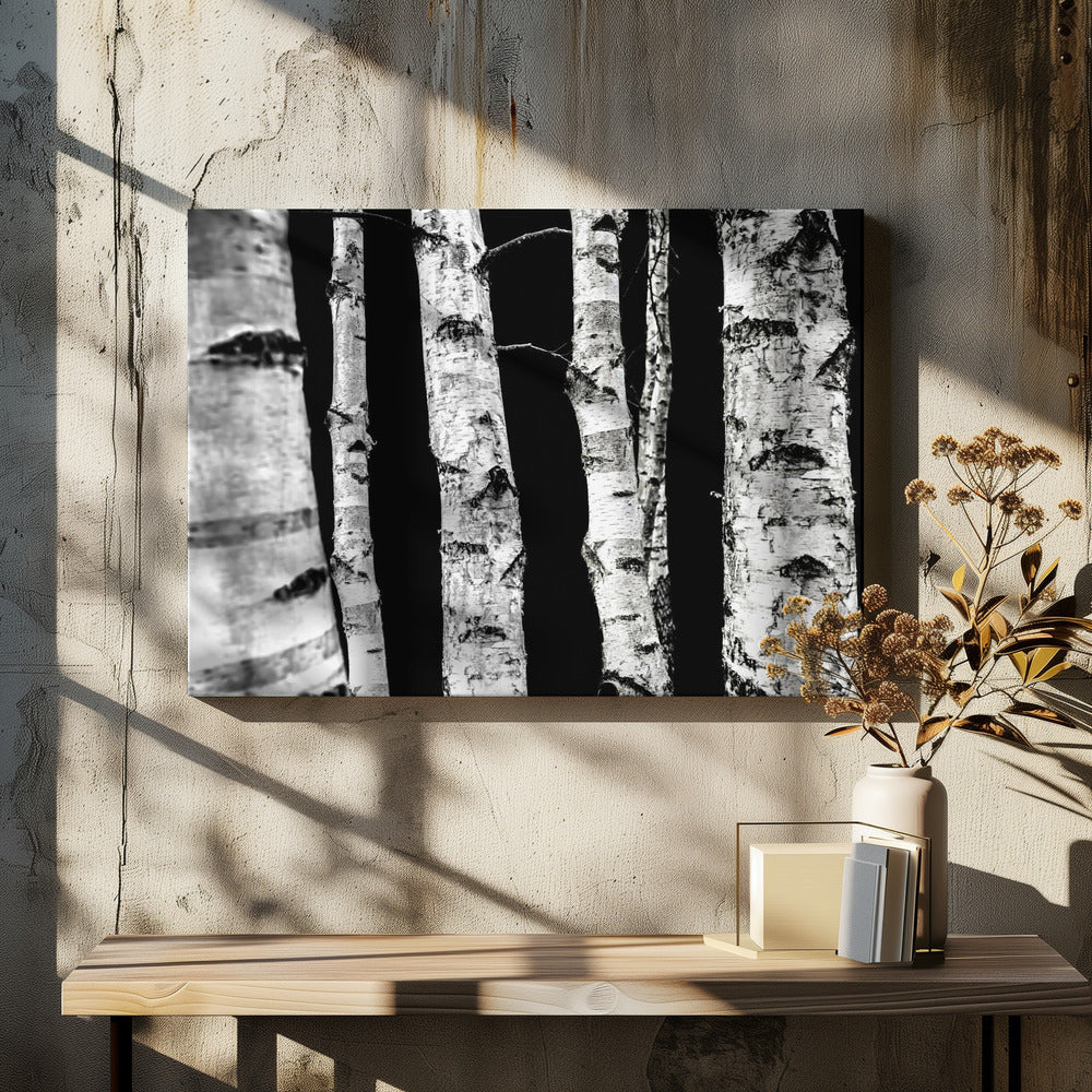Birch Trees