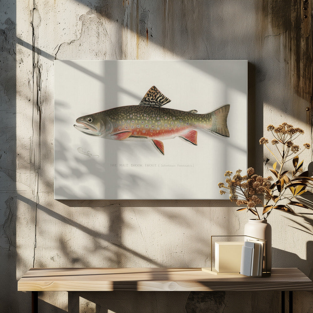 Male Brook Trout