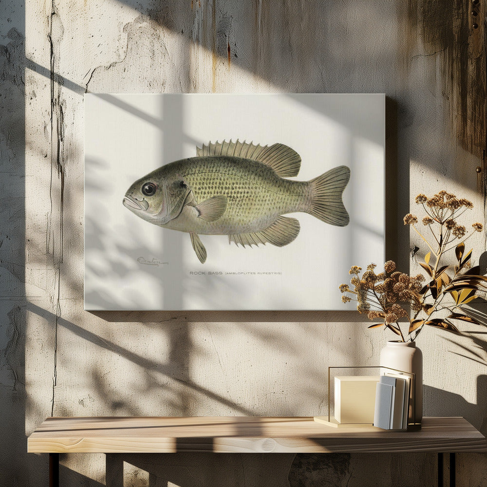 Rock Bass (ambloplites Rupestris) By Sherman F. Denton (1856 1937)