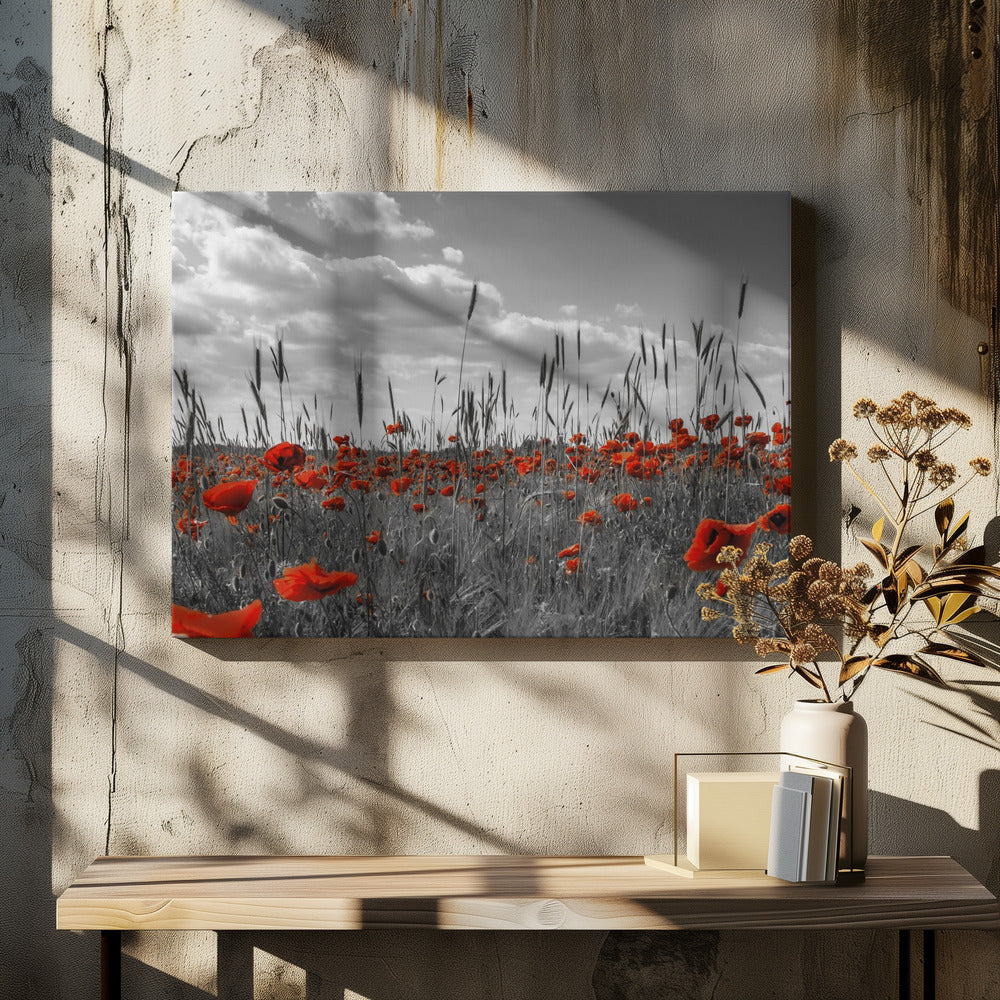 Field of poppies in colorkey