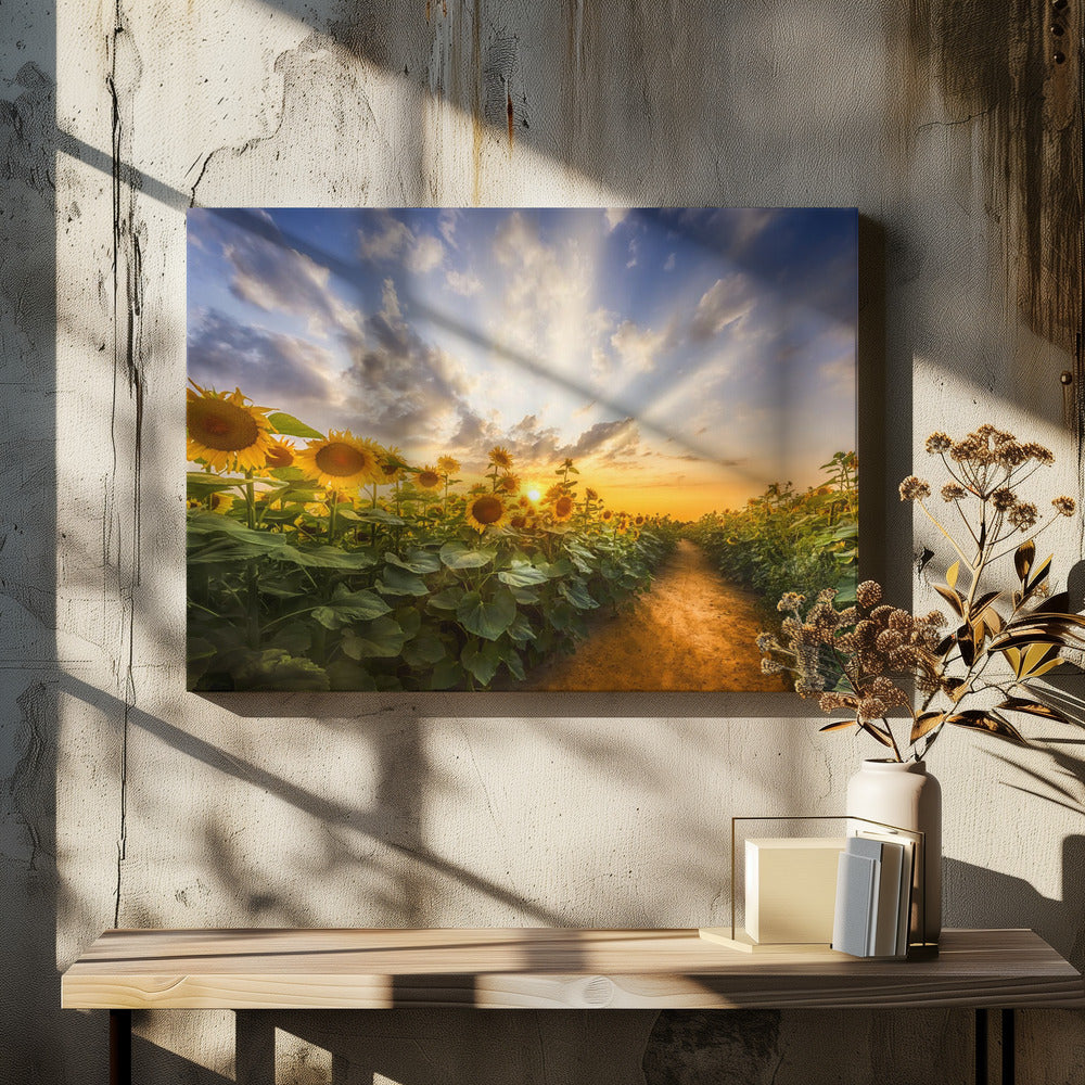 Path through the sunflower field