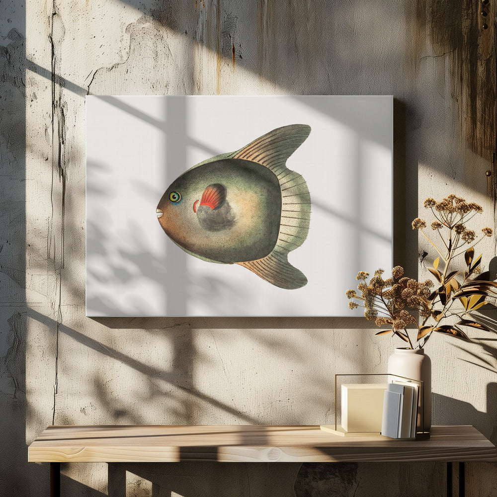 Short Sun Fish