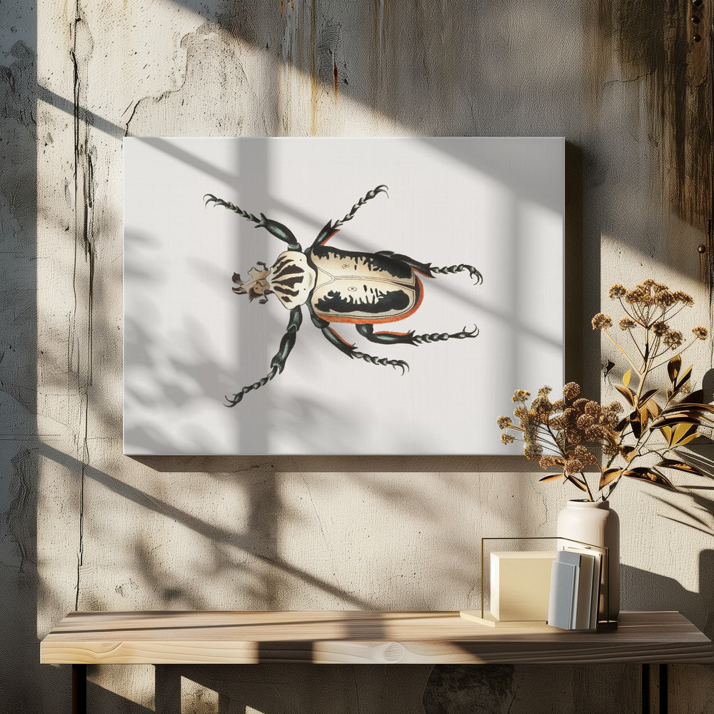 Goliath Beetle