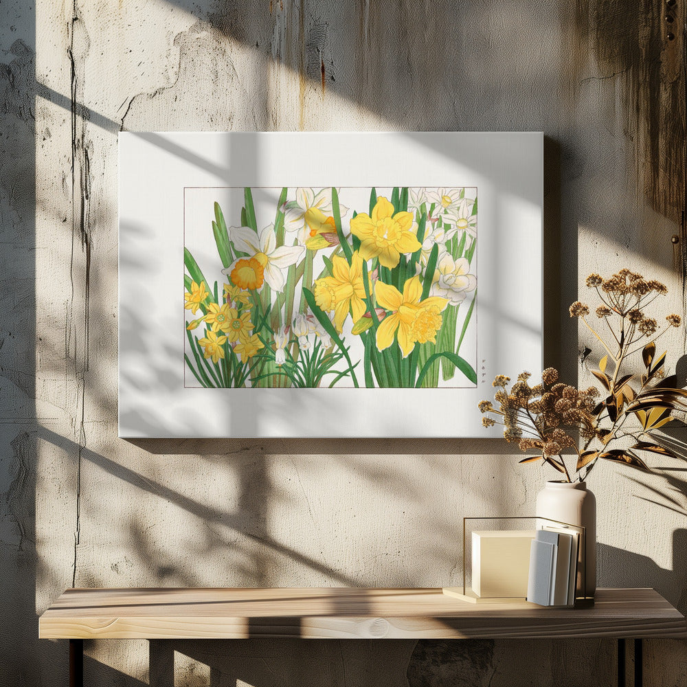 Daffodil