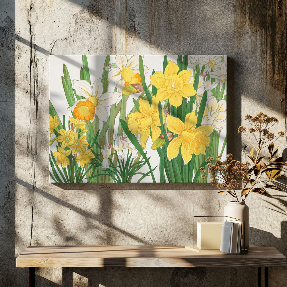 Daffodil No.2