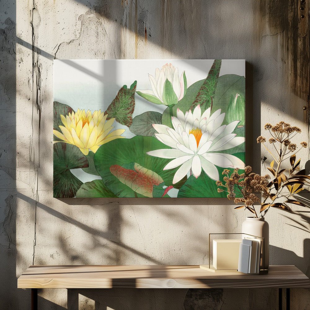 Nymphaea Lotus No.2