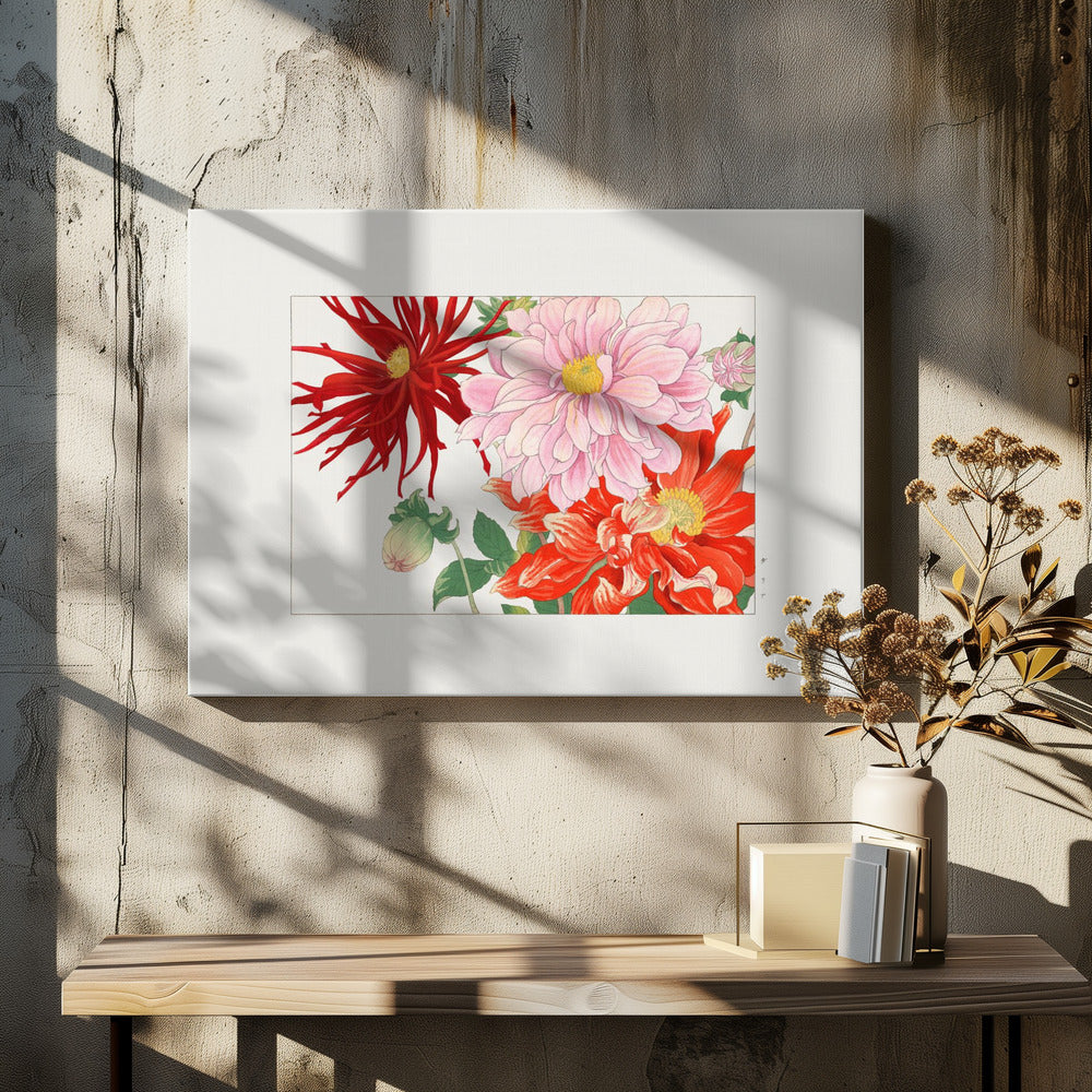 Dahlia Flower