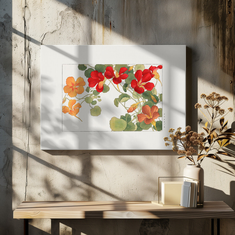 Nasturtium Flower