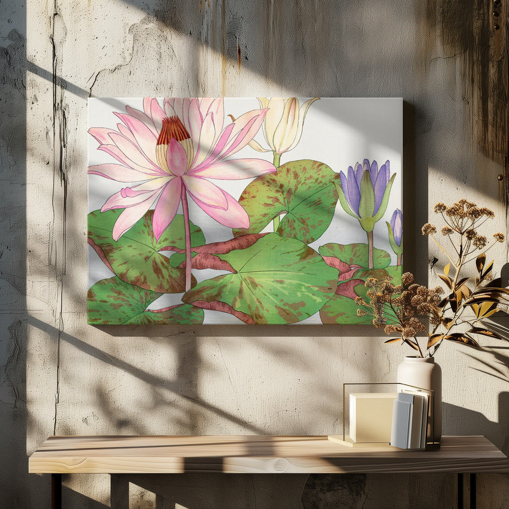 Nymphaea Lotus No.2