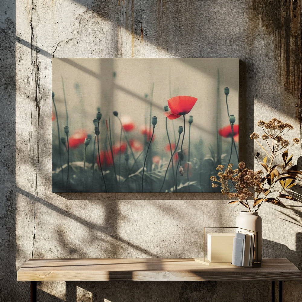 Poppies in the Mist