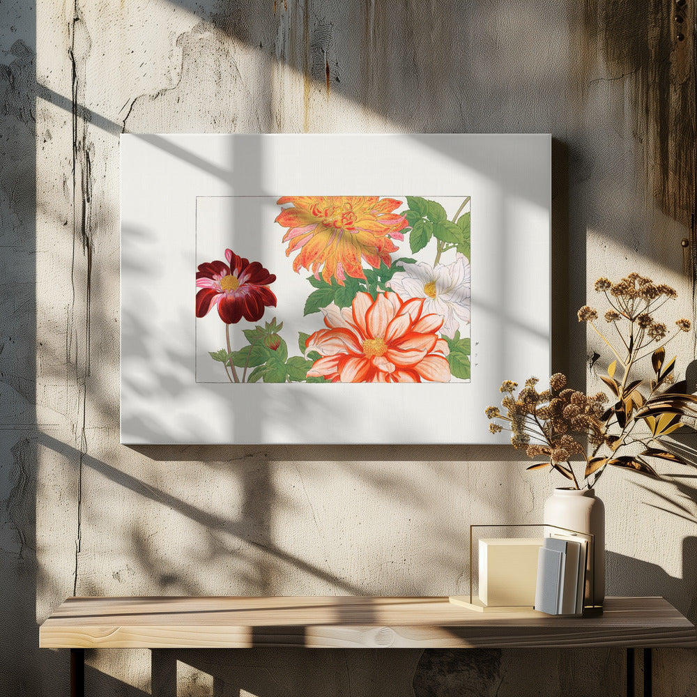 Dahlia Flower
