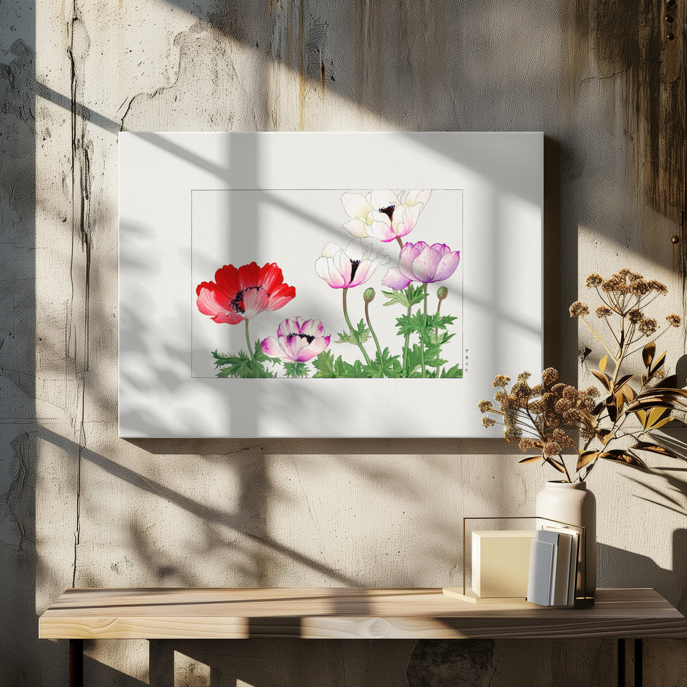 Poppy Flower