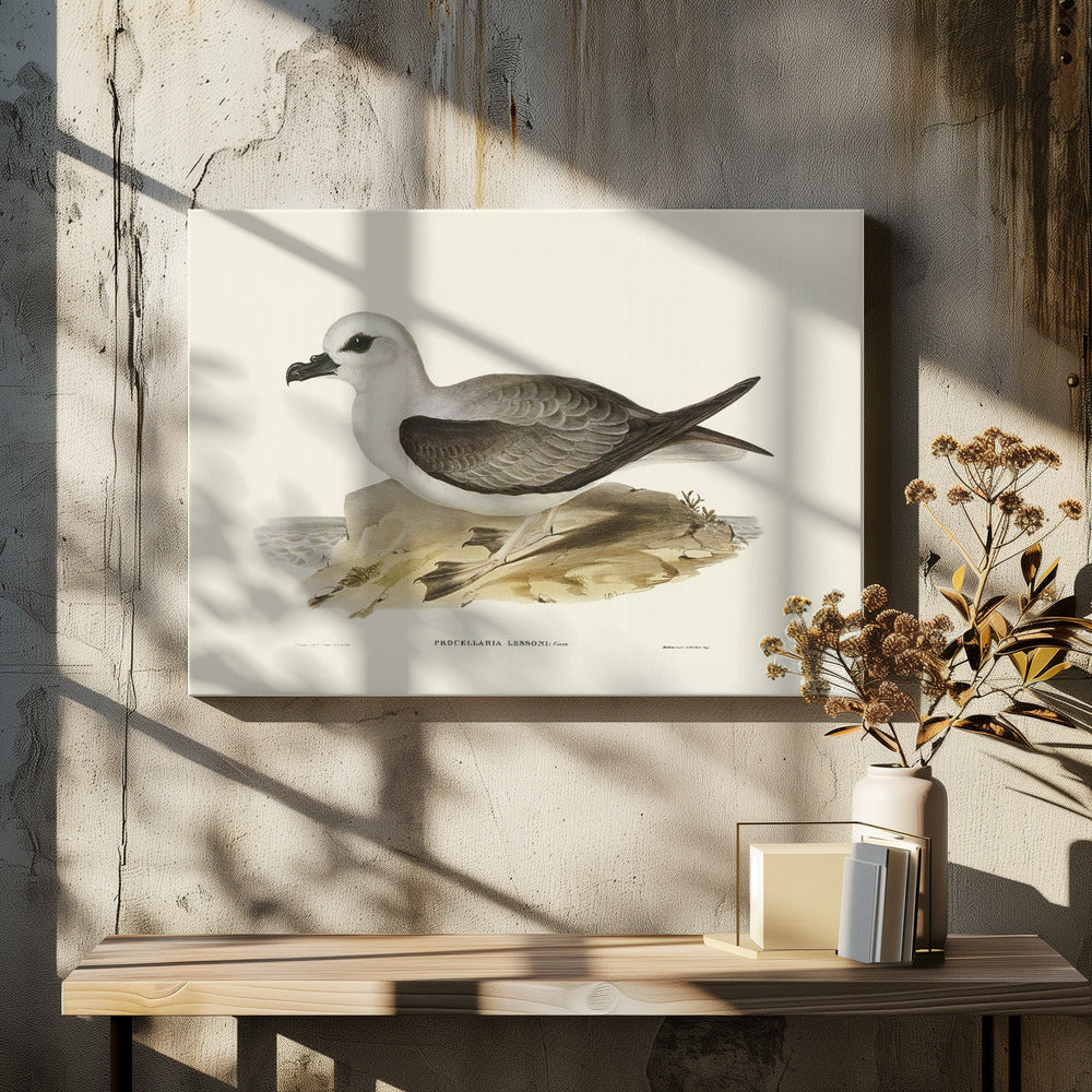 White Headed Petrel