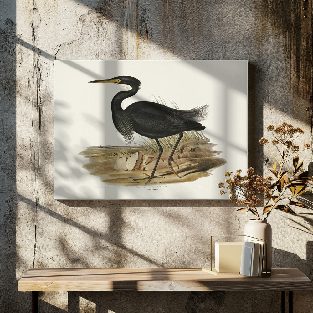 Sombre Egret