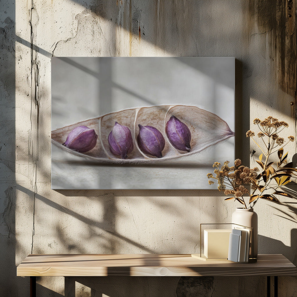 Purple Pod Harmony