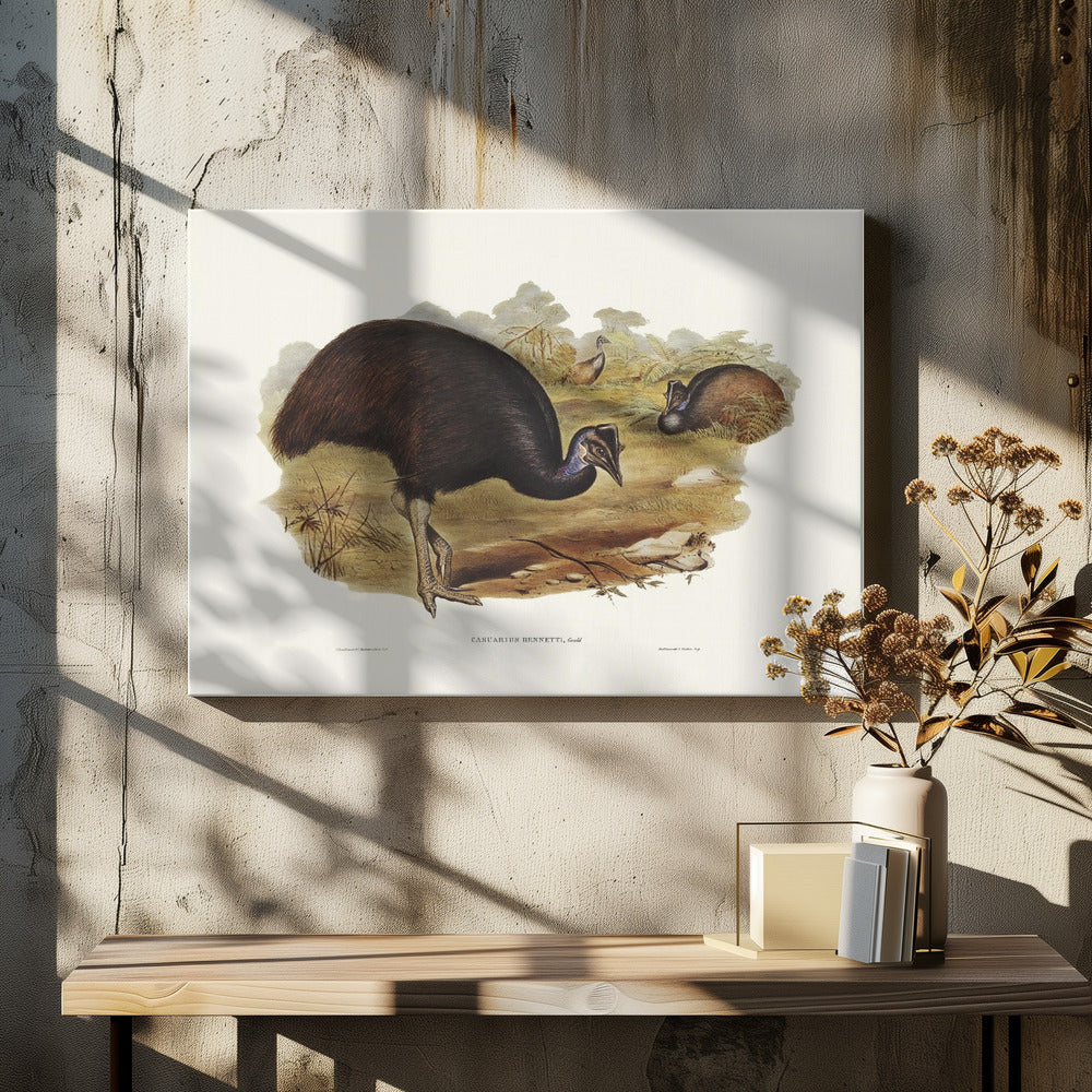 Bennett's Cassowary