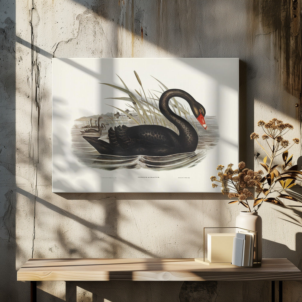Black Swan