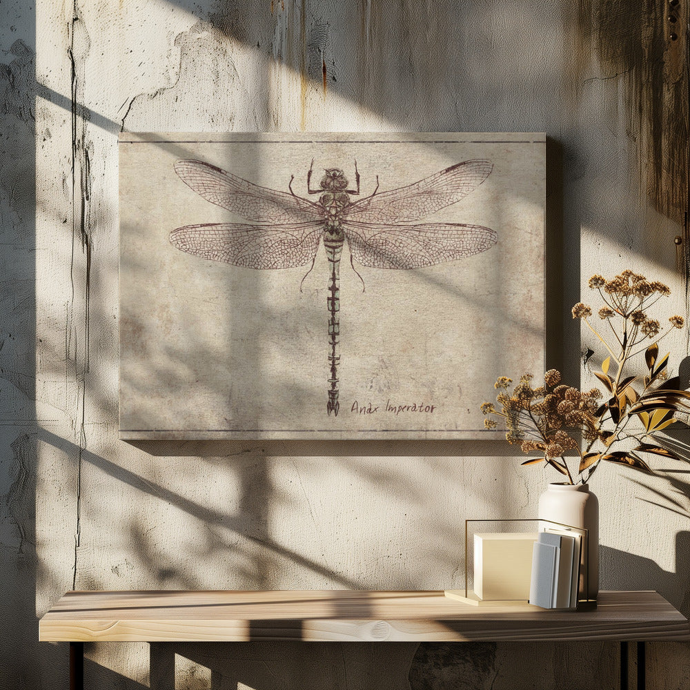 Anax Imperator Copy
