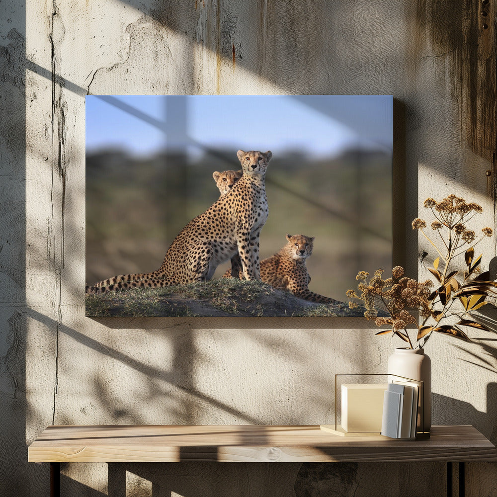 Cheetahs Family