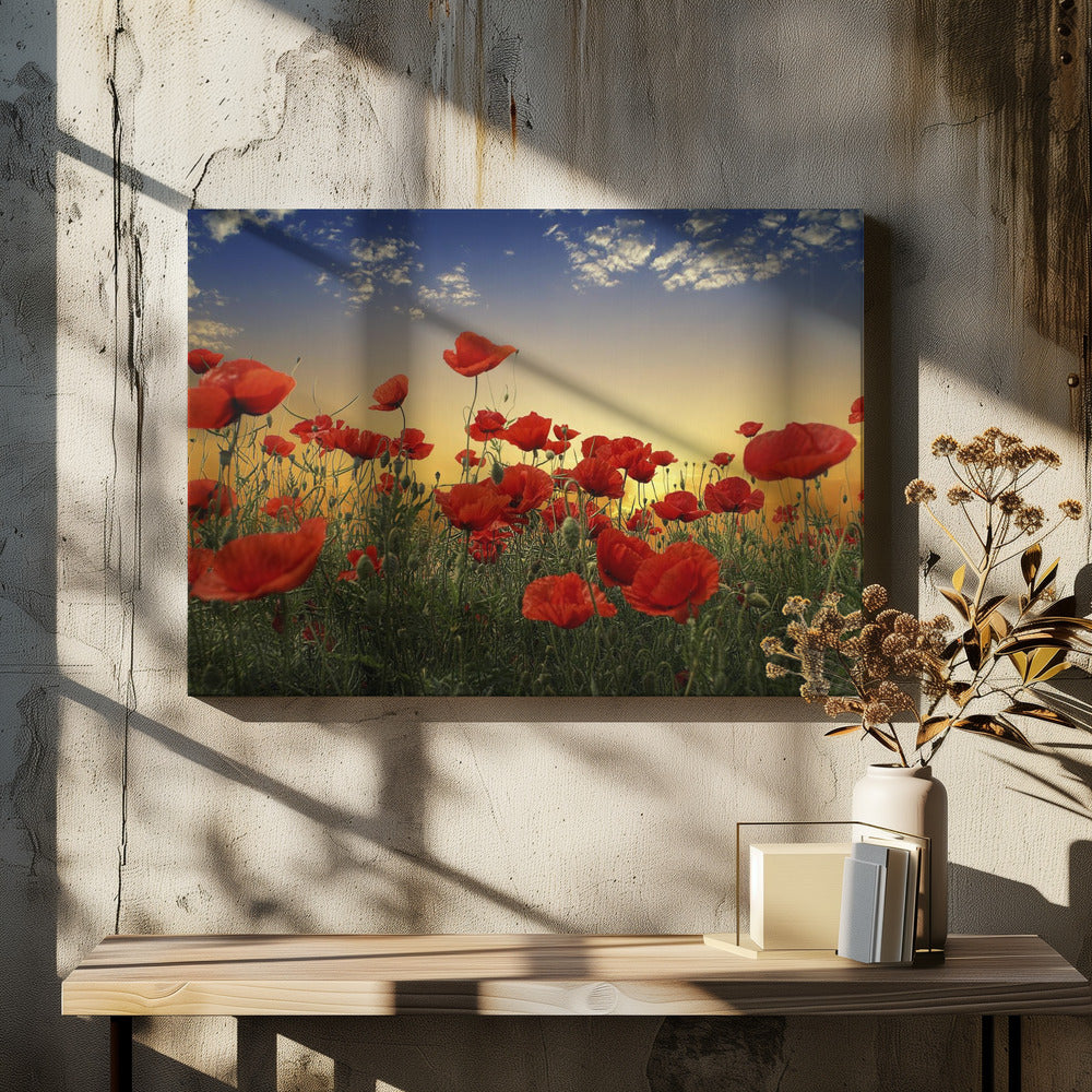Poppies