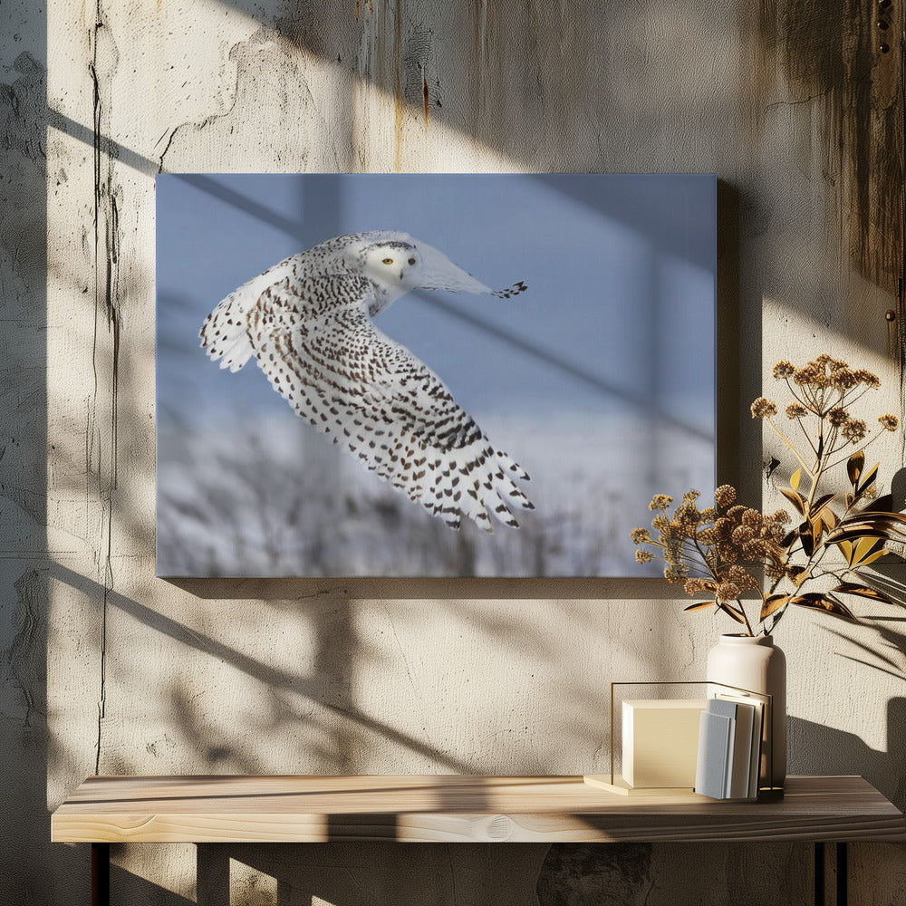Snowy Owl