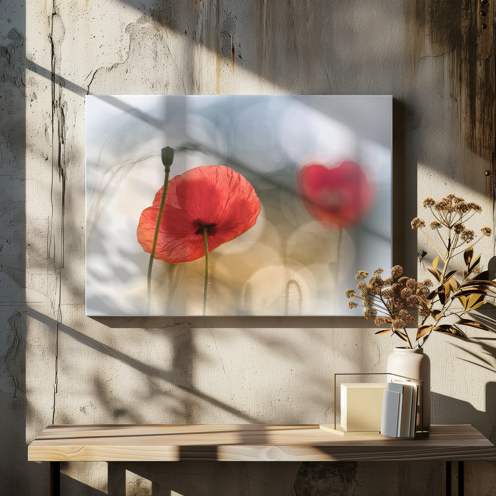 Morning Poppies