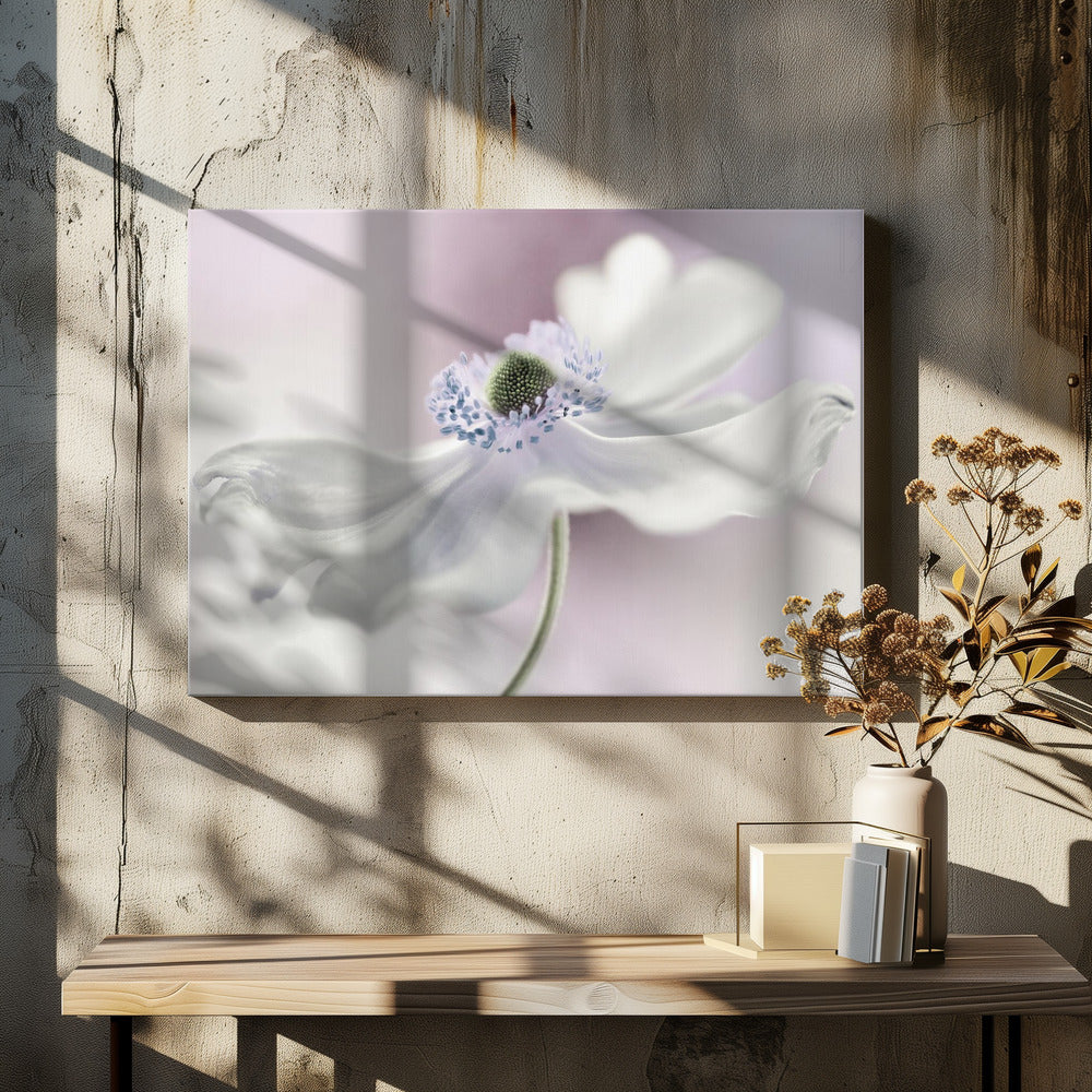 Anemone breeze