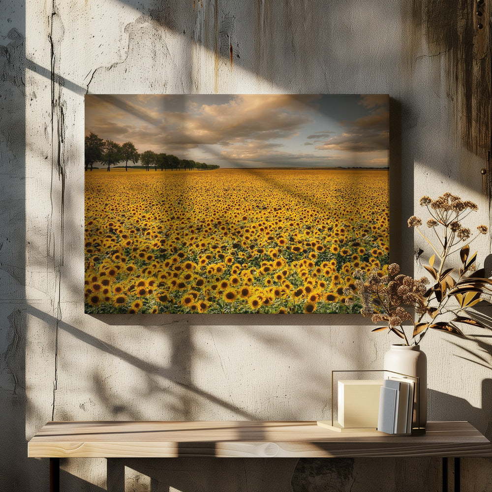 Sunflowers