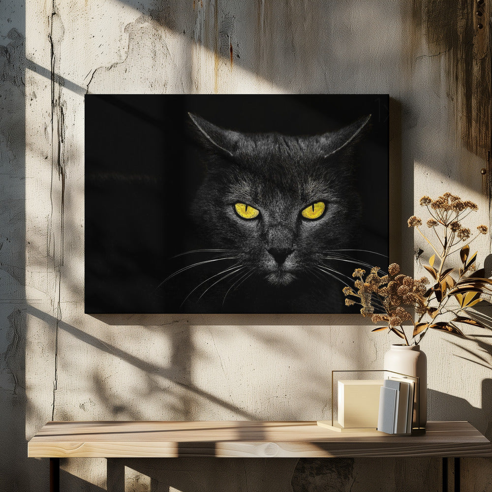 Black Cat