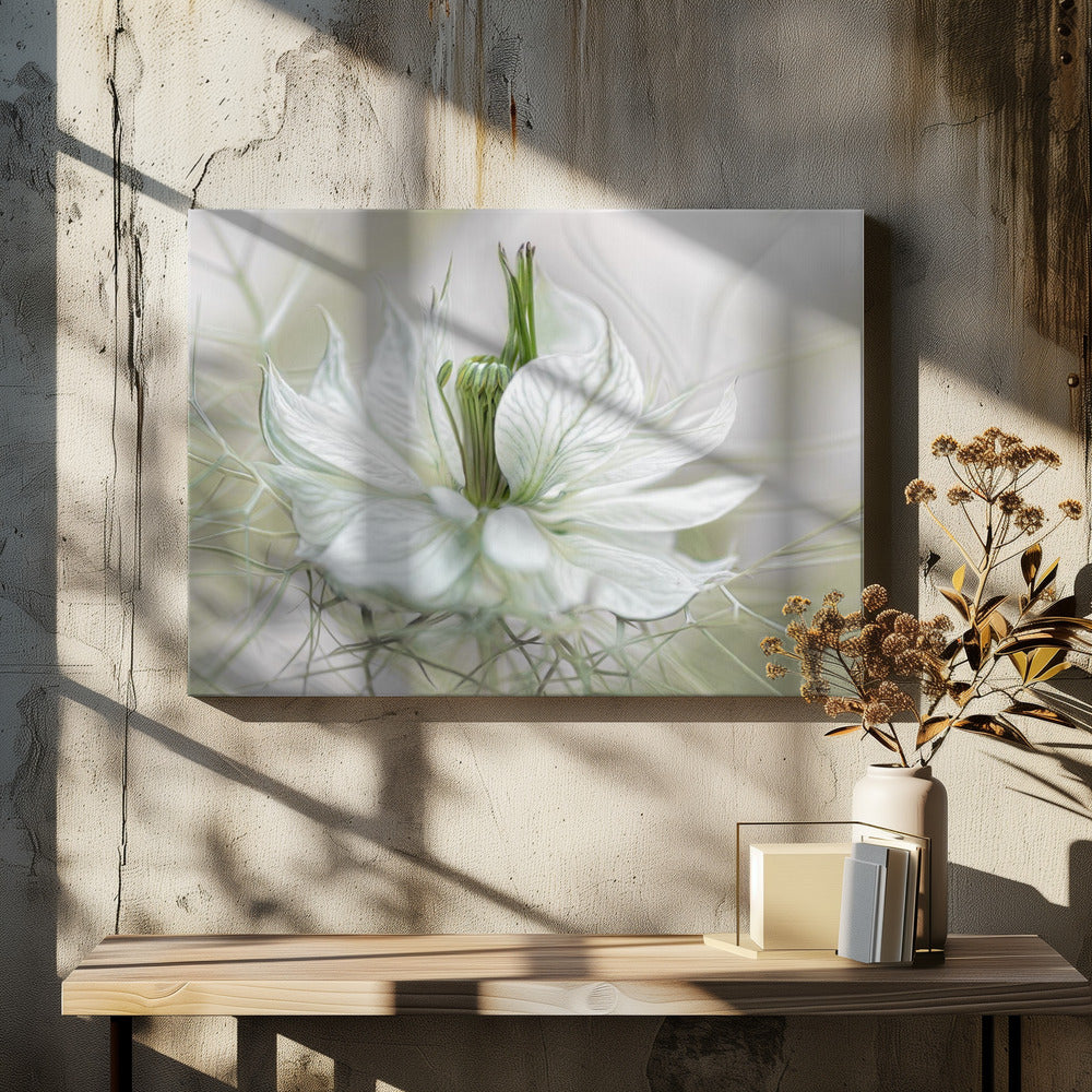 Nigella