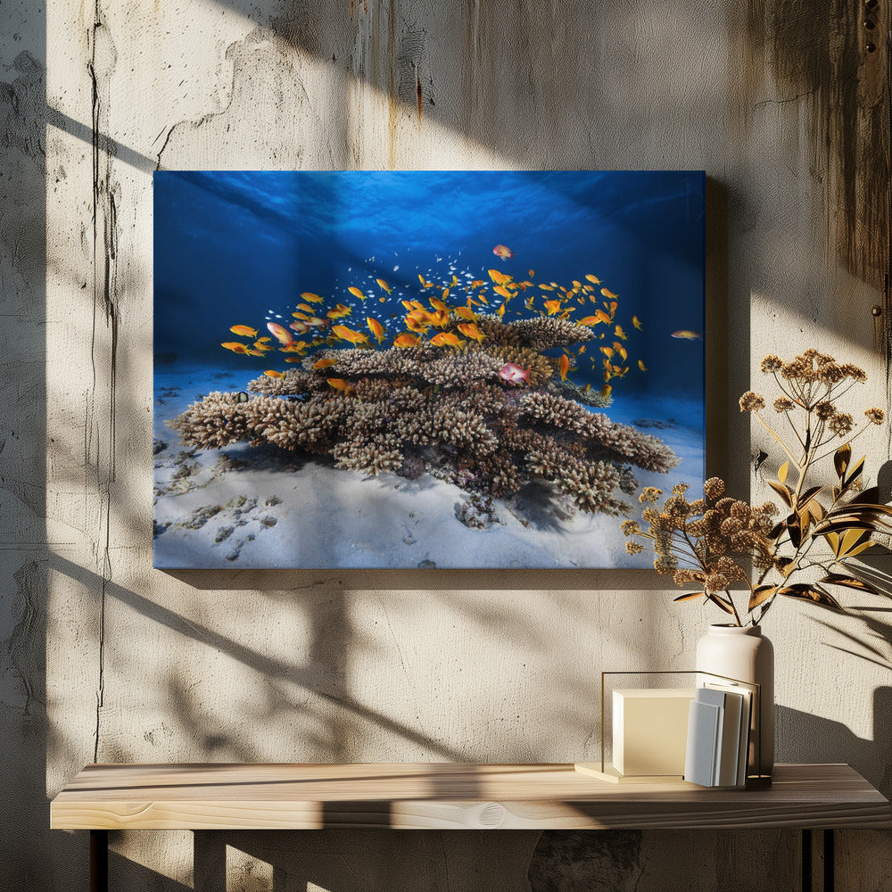 Marine Life