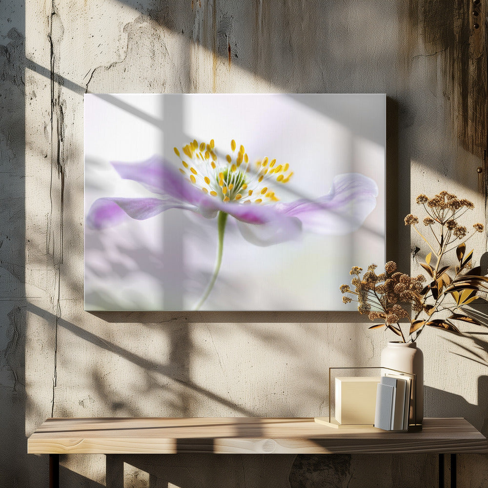 Wood Anemone